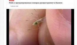 爆料大蚊子的视频大全,视频大全带你领略神秘生物世界